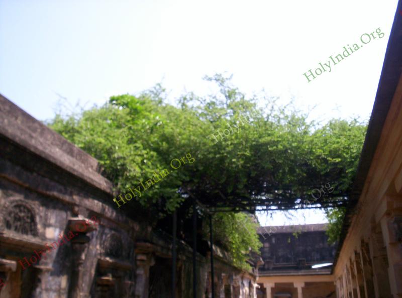00142_001_thirucenkattankudi_temple.jpg